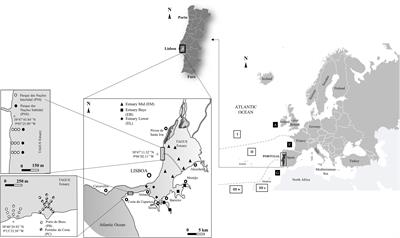 Shifts in Estuarine Macroinvertebrate Communities Associated With Water Quality and Climate Change